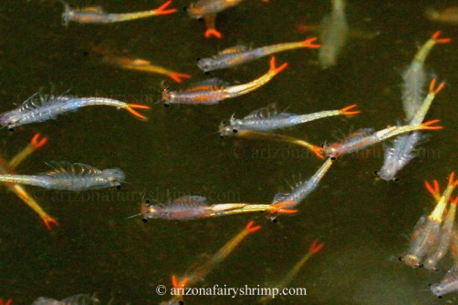 Fairy shrimp
